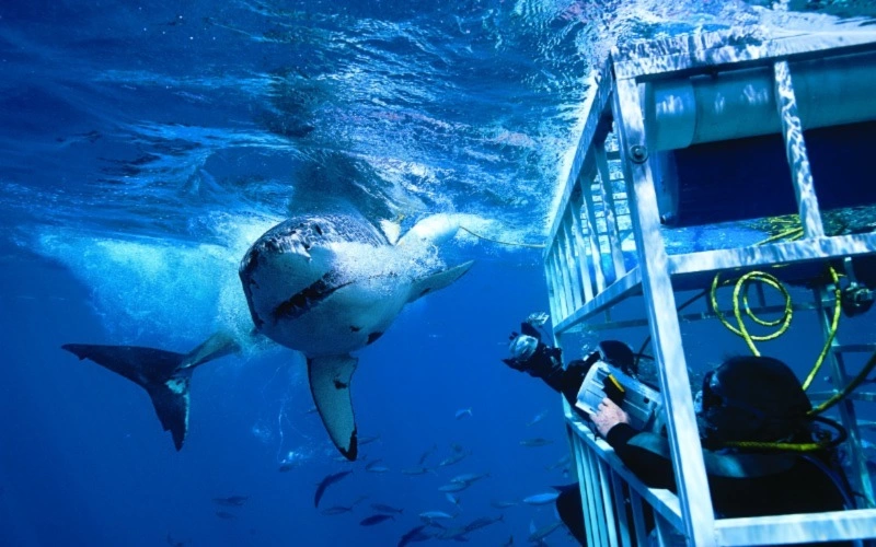 The Shark Cage Dive Experience