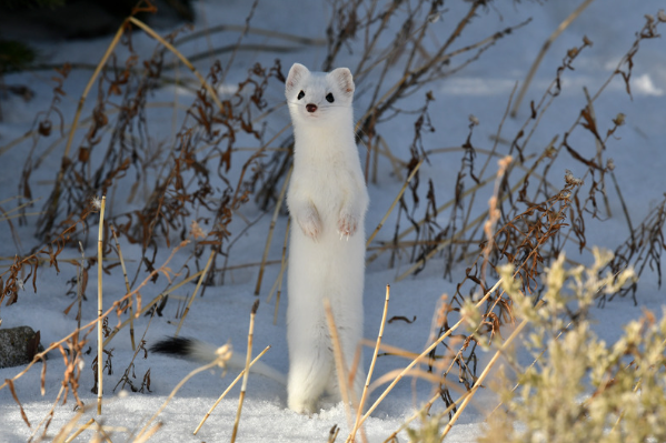 The Cutest, Weirdest Animals You've Ever Seen... or Haven't