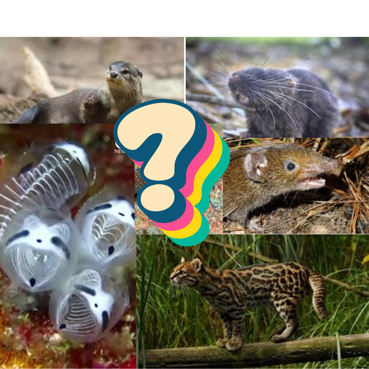 Animals Revealed... (or re-revealed)