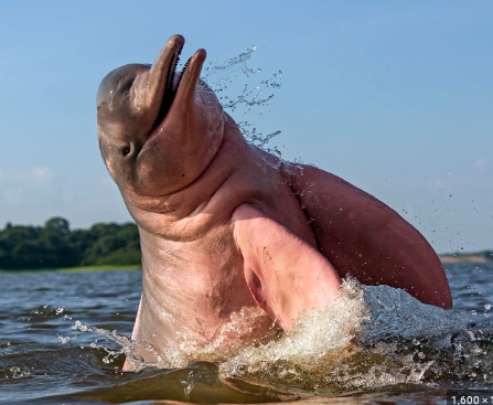 Animals Untold: A Dolphin, a Goblin, and Octopuses.