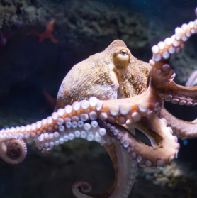 Animals Untold: A Dolphin, a Goblin, and Octopuses.