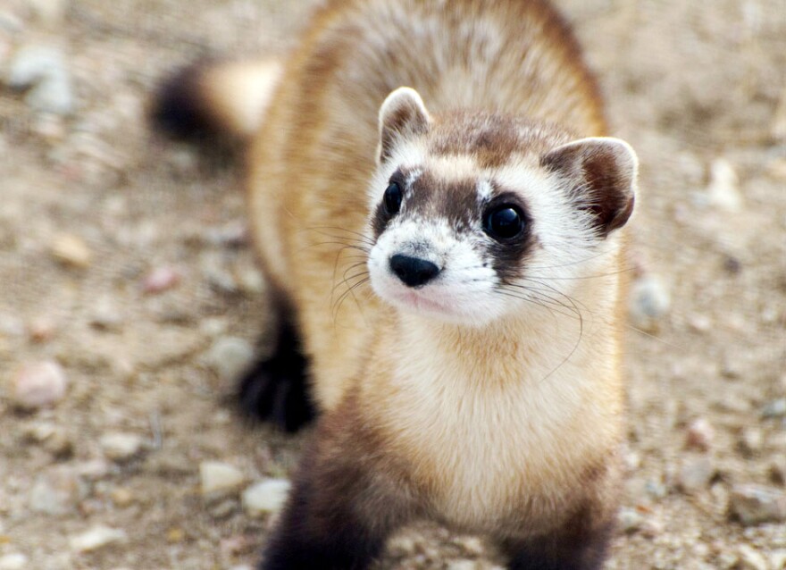 Frank the Ferret's Fantastic Fiasco